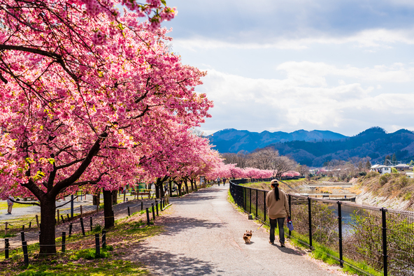 「小田野中央公園」満開時の河津桜（画像提供：haku / PIXTA）