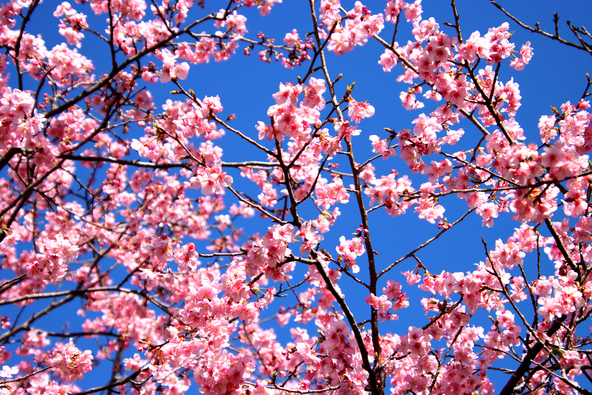 約200本の河津桜がずらりと並びます（画像提供：クハク / PIXTA）