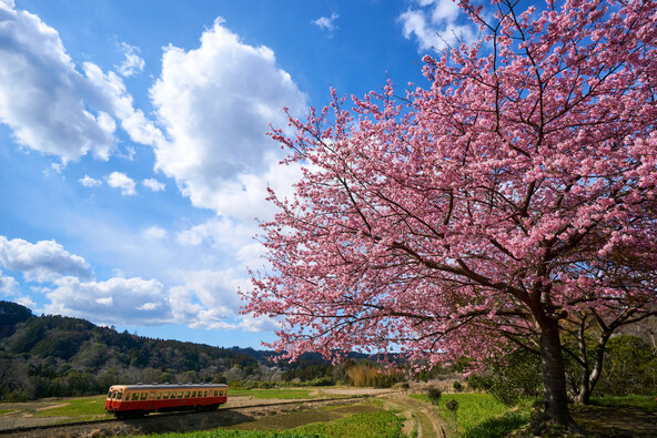 「石神の菜の花畑」（画像提供：yanpon / PIXTA）