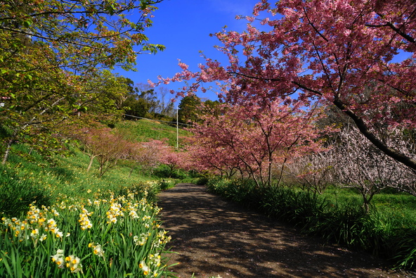 「佐久間ダム親水公園」のお花見広場に咲く頼朝桜と水仙　（画像提供：i-flower / PIXTA）