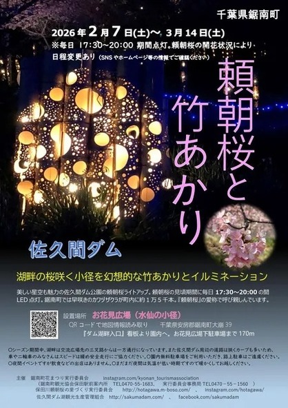 竹あかりが頼朝桜を幻想的に照らします