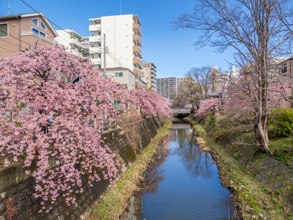 濃いピンク色の河津桜が坂川を彩ります（画像提供：Himakina / PIXTA）
