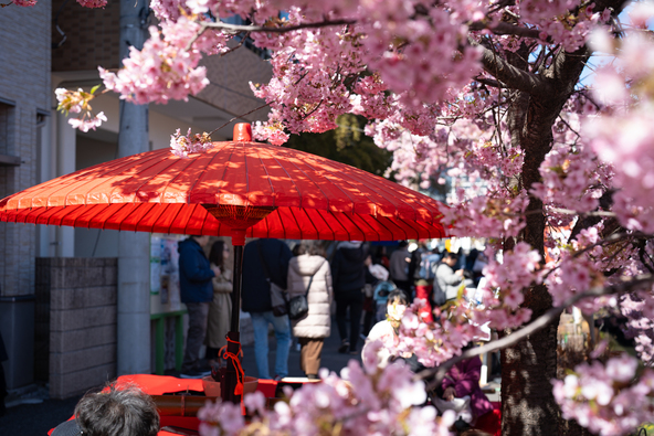 「松戸宿坂川 河津桜まつり」過去開催時の様子（画像提供：watao / PIXTA）