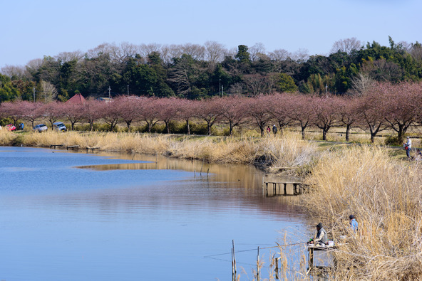 新川沿いの河津桜（画像提供：nikopappyon / PIXTA）