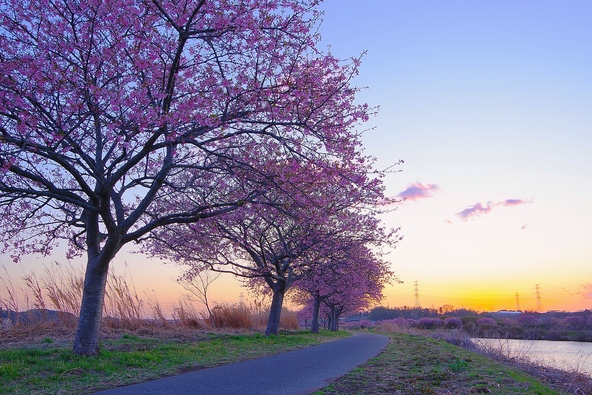 夕暮れ時の新川千本桜（画像提供：ａｋｉｒａ / PIXTA）
