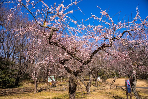 「国営武蔵丘陵森林公園」のしだれ梅、過去の開花時の様子（画像提供：tenjou / PIXTA）