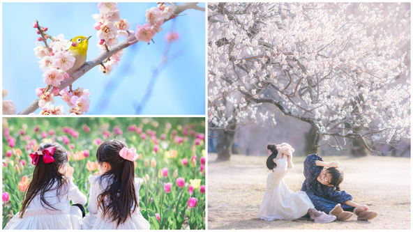 梅やツバキ、クリスマスローズ、早咲きのチューリップなどが次々に開花