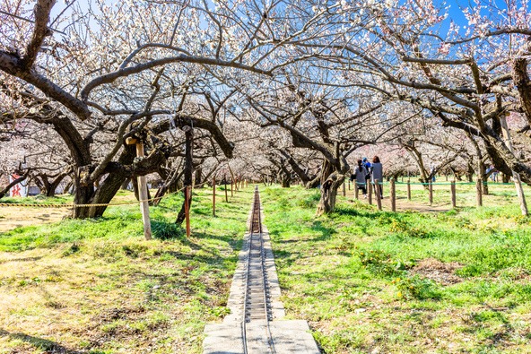 梅の下をミニSLが走る、のどかなお祭りです（momo / PIXTA）