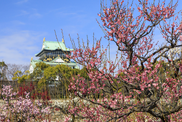 グルメを味わいながら楽しめる「大阪城 梅林茶席」（画像提供：オフィスK / PIXTA）
