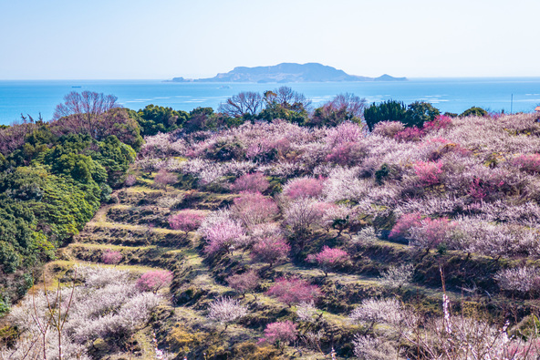 「綾部山梅林」の向こうに海と家島諸島が見えます（画像提供：空芯菜 / PIXTA）