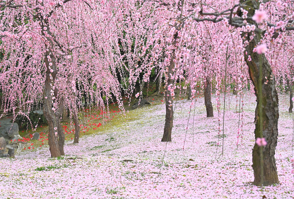緑の苔の上に落ちた真紅の椿と、薄紅色や白のしだれ梅が美しいハーモニーを奏でます（画像提供：城南宮）