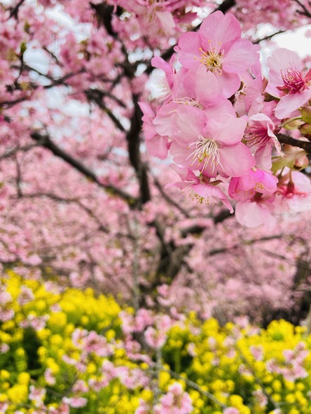 春の訪れを感じる絶景を満喫♪