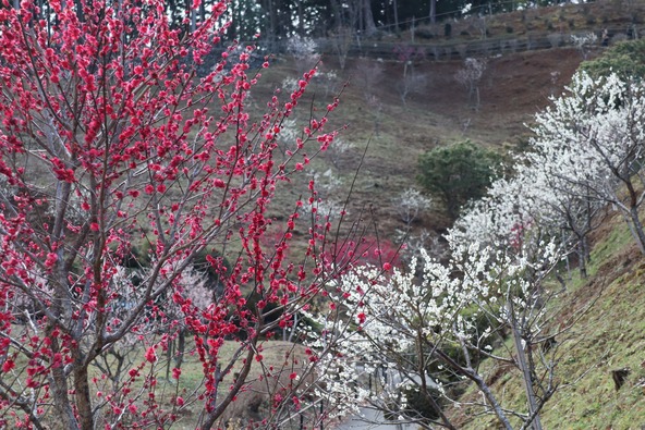 2016年秋から梅が再植樹されています。力強く根づいた梅の木を親子で観賞しましょう♪