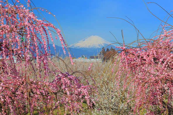 晴れた日には富士山と枝垂れ梅が共演（画像提供：kazukiatuko / PIXTA）