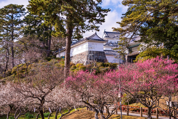 梅が満開時の「小田原城址公園」（画像提供：Yoshitaka / PIXTA）
