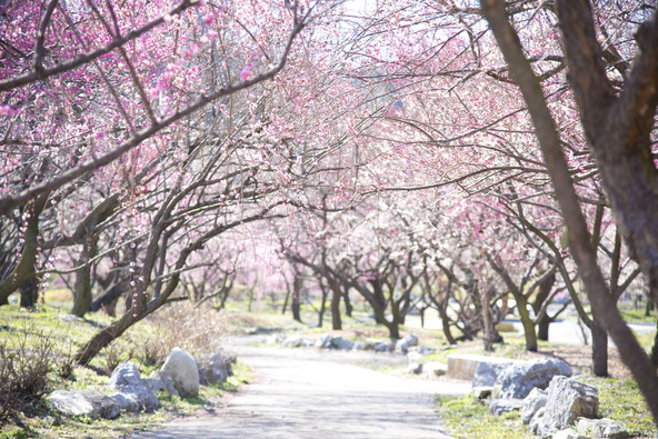 美しい梅の花々が園内に咲き誇ります