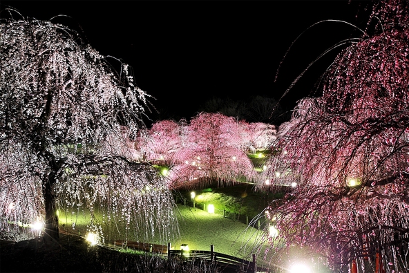 暗闇のなかに浮かび上がる梅の花は、とても幻想的