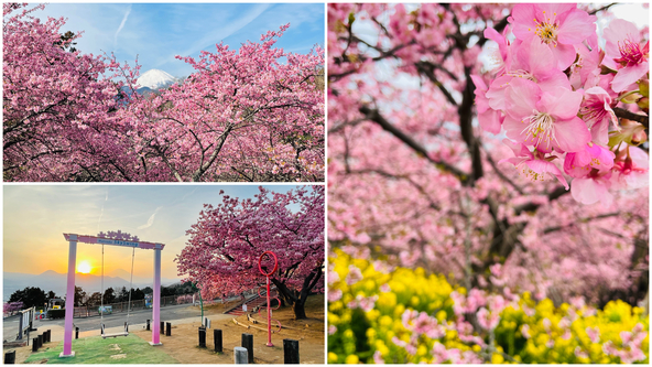 春の訪れを感じる絶景を満喫♪