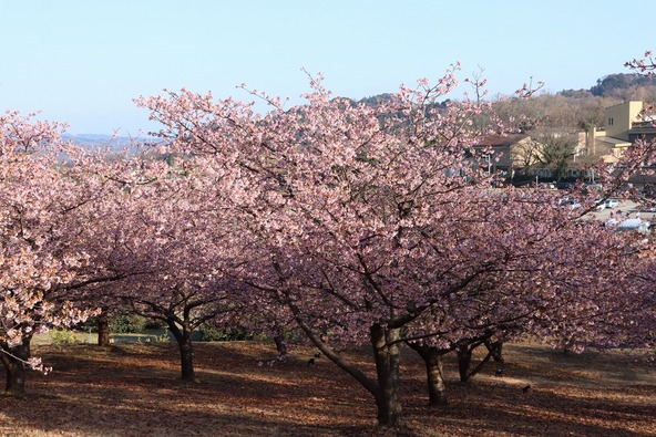 2026年2月18日の様子　画像提供：大井町役場