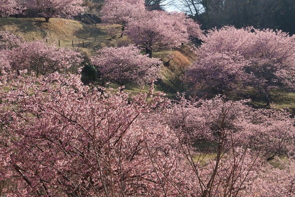 2026年2月18日の様子　画像提供：大井町役場