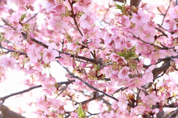 2026年2月18日の様子　画像提供：大井町役場