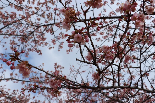 2026年2月12日の様子　画像提供：大井町役場