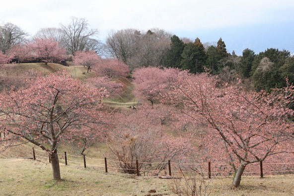2026年2月12日の様子　画像提供：大井町役場