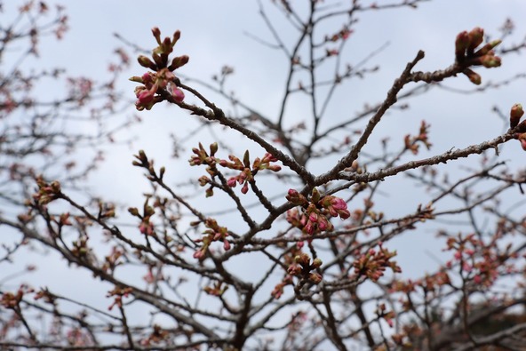 2026年2月12日の様子　画像提供：大井町役場
