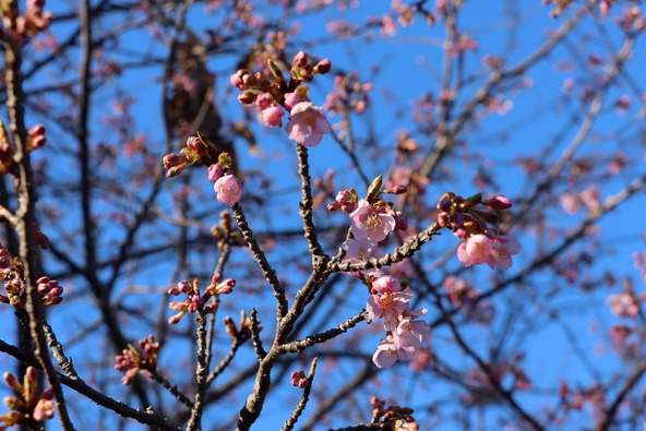 2026年1月23日の様子　画像提供：大井町役場