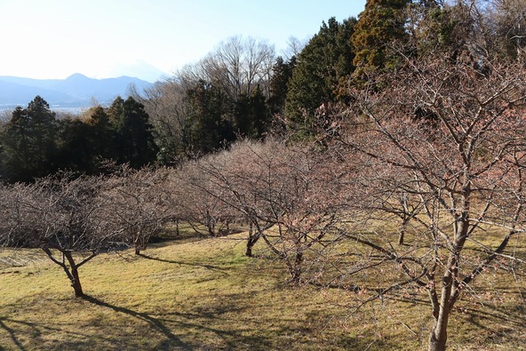 2026年1月23日の様子　画像提供：大井町役場