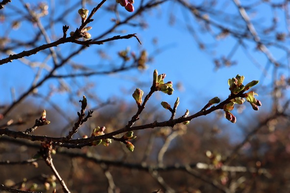 2026年1月23日の様子　画像提供：大井町役場