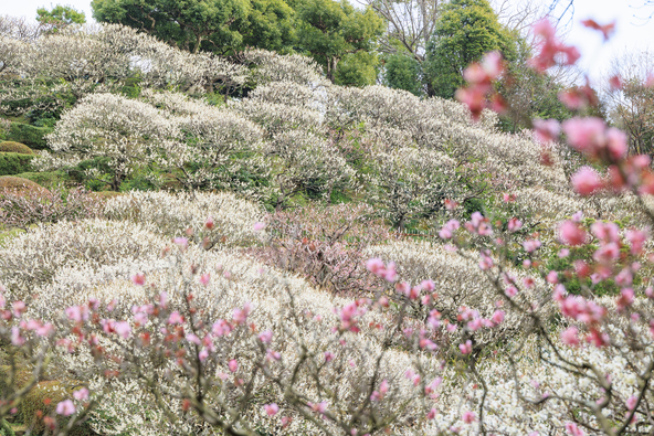 山の斜面に植えられています（画像提供：オフィスK / PIXTA）