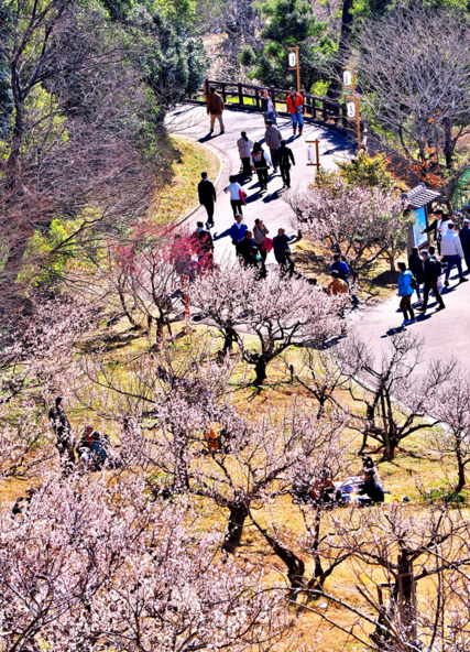 例年、およそ15万人もの人々でにぎわいます