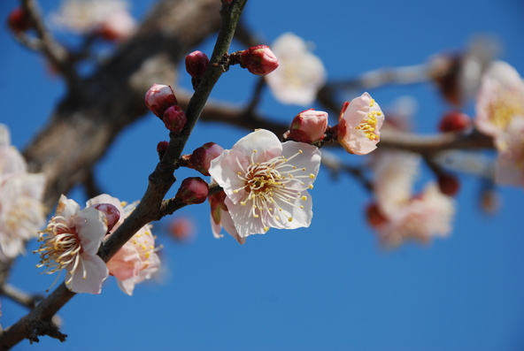 かわいらしい薄紅色の花をじっくりと観賞しましょう