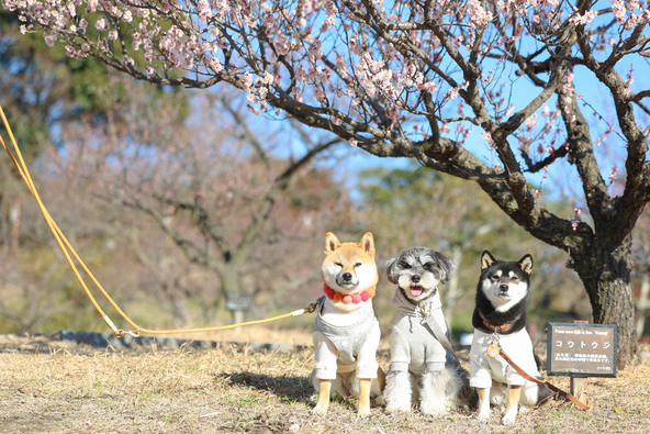 ウォーキングコースの所要時間は1時間～1時間45分が目安です