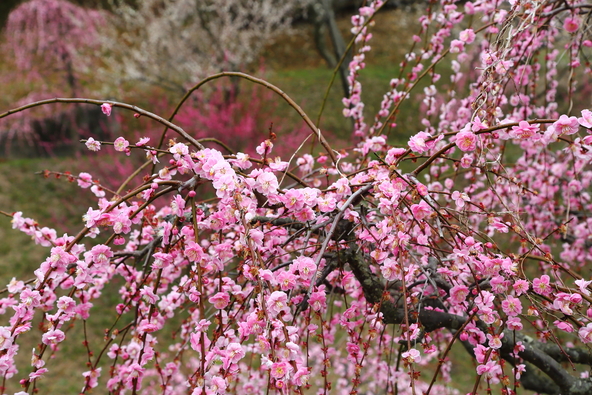 梅をたっぷり楽しめる梅まつりも開催（画像提供：こいち / PIXTA）