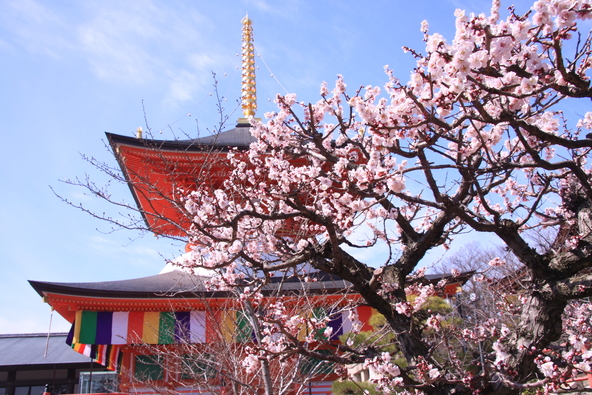 梅の実を使った商品を限定販売！（画像提供：masa / PIXTA）