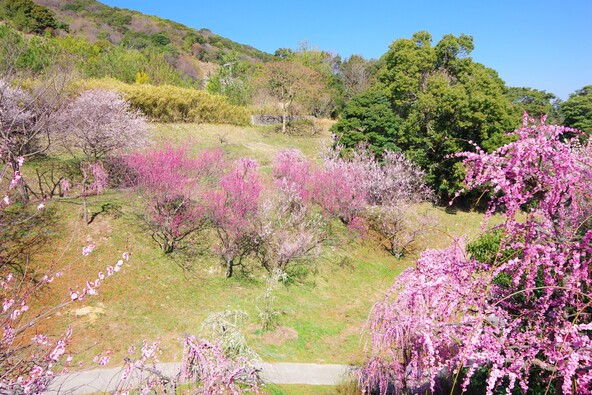平地はもちろん斜面にも植えられています（画像提供：ホーリ / PIXTA）