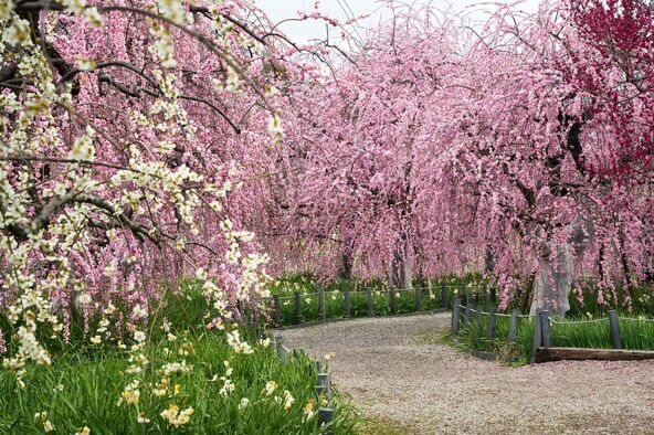 お花に包まれているような写真が撮れます（画像提供：ゆうゆ / PIXTA）