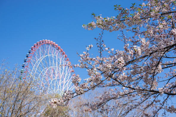 画像：kawamura_lucy / PIXTA