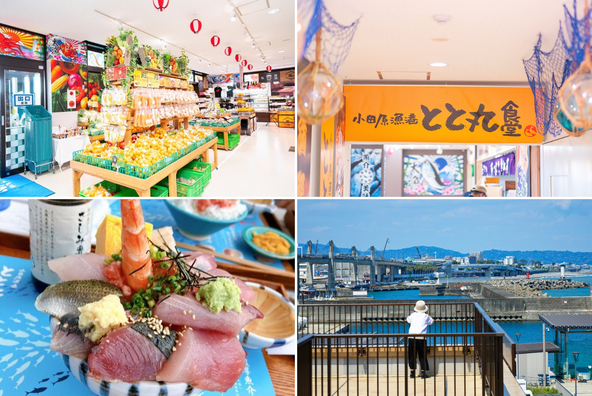 まるで“魚のテーマパーク”のような施設です