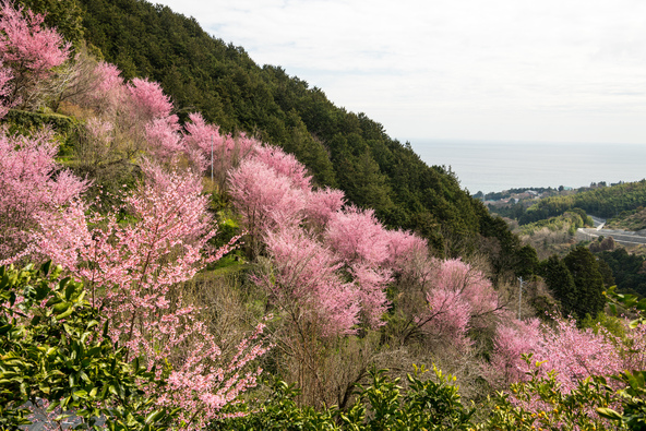 満開時のおかめ桜。向こうに海が見えます（画像提供：Makoto-z / PIXTA）