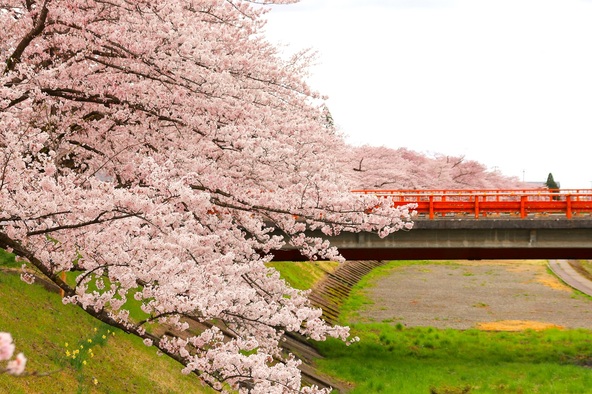 ソメイヨシノと横町橋