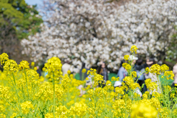 その年の気候にもよっては、桜との共演が楽しめることも（画像提供：ニングル / PIXTA）