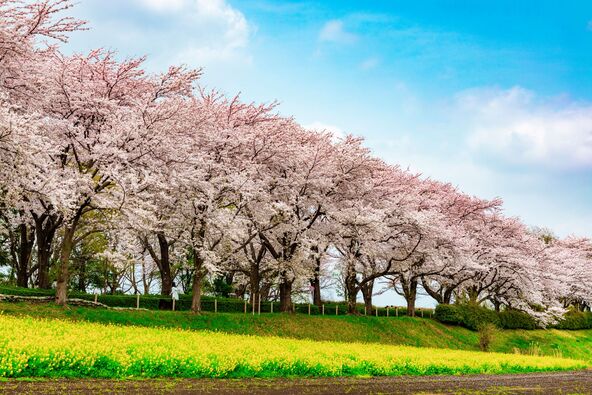 尾根緑道のカラフルな光景