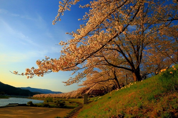 夕暮れ時の桜並木