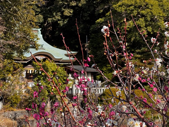 伊豆地方屈指の梅の名所で、梅の花を観賞しましょう