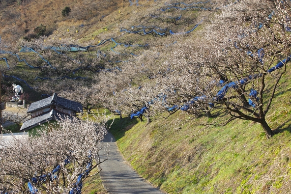 絶景を満喫できる「紀州石神 田辺梅林」（画像提供：miamiwatase / PIXTA）