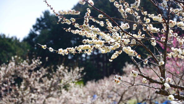 梅鑑賞とともに楽しめるイベントも盛りだくさん（画像提供：miamiwatase / PIXTA）