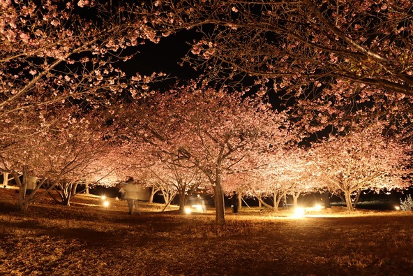 2月の三連休に行われる桜のライトアップも楽しみのひとつ